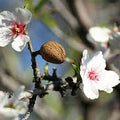 Almond Blossom