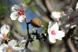 Almond Blossom