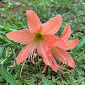 Amaryllis