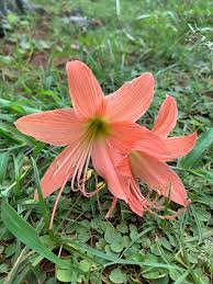 Amaryllis