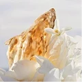Ambergris