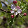 Apple Blossom