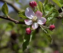 Apple Blossom