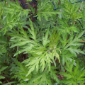 Artemisia