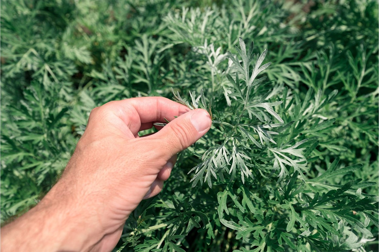 Artemisia