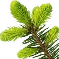 Baldsam Fir