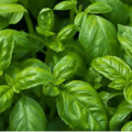 Basil