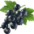 Black Current