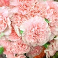 Carnation