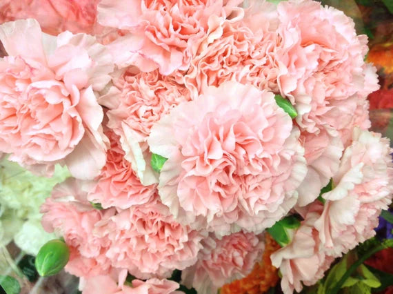Carnation