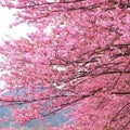 Cherry Blossom