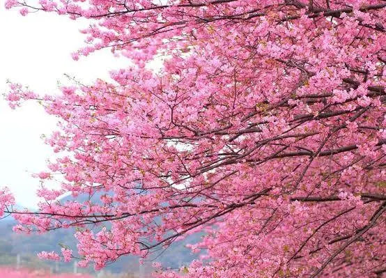 Cherry Blossom