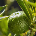 Chinotto
