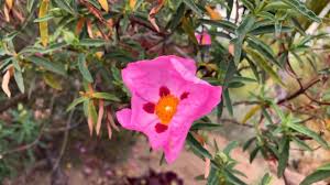 Cistus Incanus