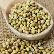 Coriander