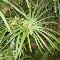 Cypriol Oil