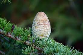 Fir Resin