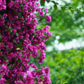 Floral Vine