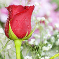 Fresh Rose