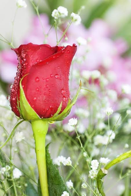 Fresh Rose