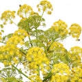 Galbanum 
