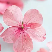 Geranium