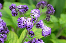 Heliotrope