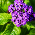 Heliotrope