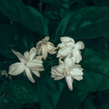 Indian Jasmine