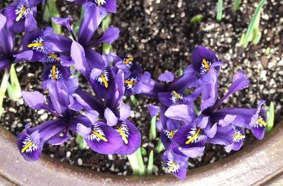 Iris Vine