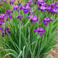 Iris Vine