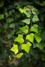 Ivy