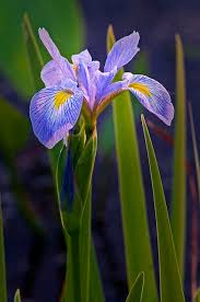 Lilac Iris