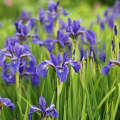 Lilac Iris