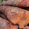 Mahogany