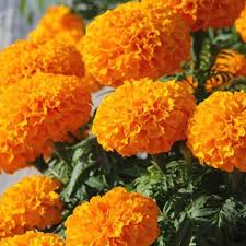 Marigold