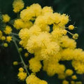 Mimosa