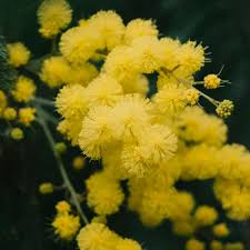 Mimosa