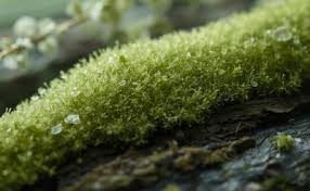 Mossy Notes