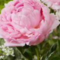Peony