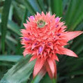 Pineapple Blossom