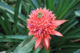 Pineapple Blossom