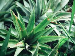 Pineapple Leaf 