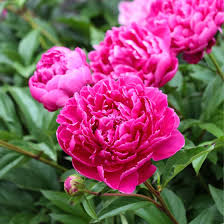 Pink Peony
