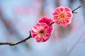Plum Blossom