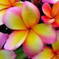 Plumeria 