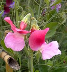 Sweet Pea