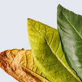 Tobacco Leaf