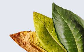 Tobacco Leaf