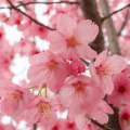 Tree Blossoms